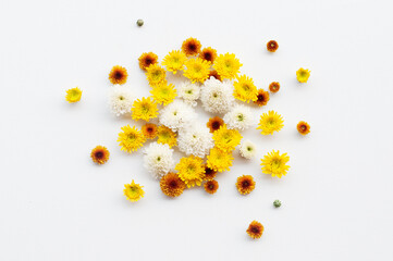 Flowers - pattern on white background.