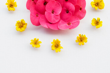Flowers - pattern on white background.