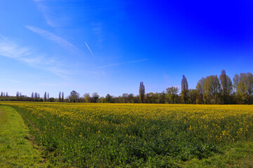Yellow flowers field with sky free