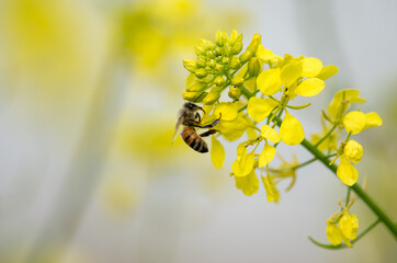 A bee on a yellow wild mustard flower.
