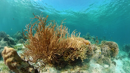 Naklejka na ściany i meble Underwater Colorful Tropical Fishes. wonderful and beautiful underwater colorful fishes and corals in the tropical reef. Philippines.