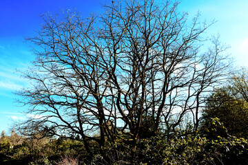 Tree root with sky background