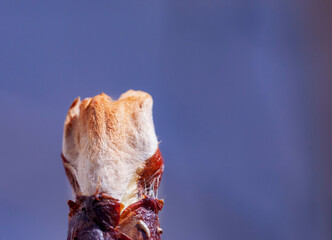 A half-open horse chestnut bud. Close-up, narrow focus.
