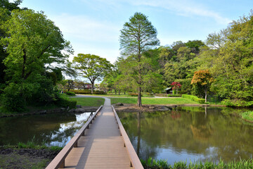 Fototapeta na wymiar 公園の池と樹木と木橋