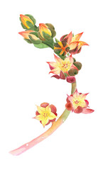 Echeveria flowers, plant of southern latitudes. Succulent. Watercolor. Graphic composition on a white background. Use printed materials, signs, items, websites, maps, posters, fabric design, packaging