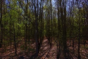 Trees lined up in dark forest