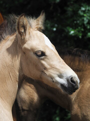 Welsh Pony Foal