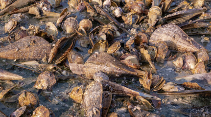 Maura pen shell (Atrina Maura) and pearl shells in the shore during low tide at Wakra beach in Qatar.