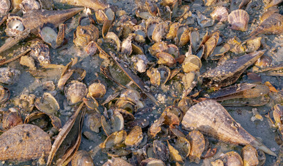 Maura pen shell (Atrina Maura) and pearl shells in the shore during low tide at Wakra beach in Qatar.