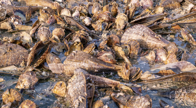 Maura Pen Shell (Atrina Maura) And Pearl Shells In The Shore During Low Tide At Wakra Beach In Qatar.