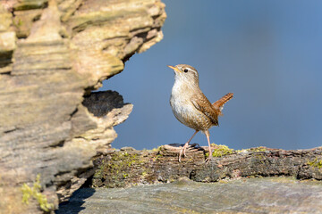 Eurasian wren - Troglodytes troglodytes - in its natural habitat