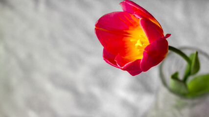 One red tulip with a green leaf is in a glass. Focus on the flower.