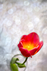Obraz premium One red tulip with a green leaf in a vase. Medium shot.
