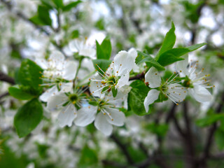 young cherry tree blooms in early spring in the garden