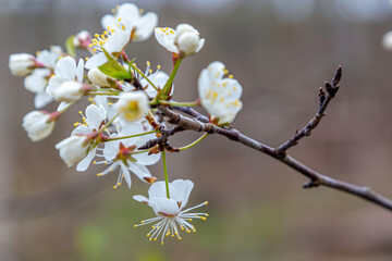 Obraz premium Pretty Spring Blooms