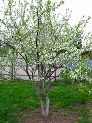 young cherry tree blooms in early spring in the garden