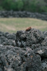 squirrel on the rock