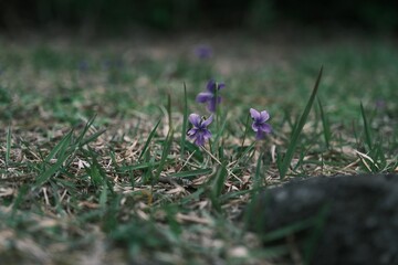 purple crocus flowers