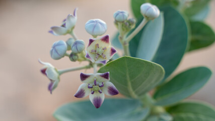 Fototapeta na wymiar Freshly Blossomed Calotropis Gigantia or Calotropis procera flowers in Qatar .