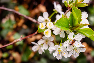 White cherry blossom and a little bee