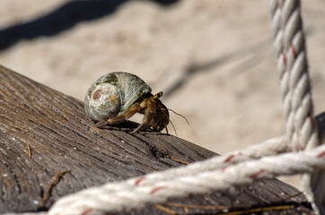 Hermit crab (lat. Paguroidea)  walking on wood with sunrise, lipe. Thailand