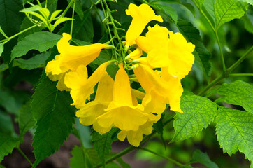 Tecoma stans , Yellow bell, Yellow elder flowers with nature background,Thailand