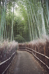 path in the bamboo forest