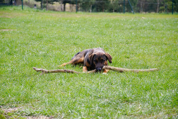 Zabawa patykiem © Aruru