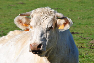 Cows and calves nursing in country in sunny day