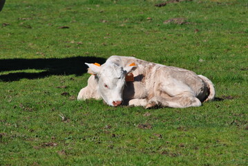 Cows and calves nursing in country in sunny day