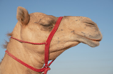 Image of camel in a farm in Doha, qatar. Camel portrait.