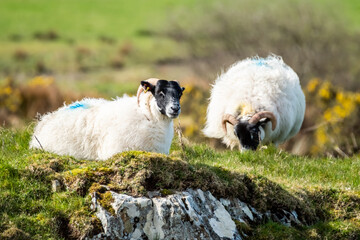 A blackface sheep family in a field in County Donegal - Ireland
