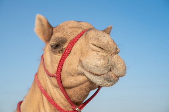 Image of camel in a farm in Doha, qatar. Camel portrait.