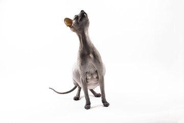 Sphynx pregnant cat. Beautiful gray hairless sphynx cat sit