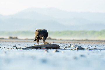 Black vulture (coragyps atratus) eating a fish washed ashore in Costa Rica.