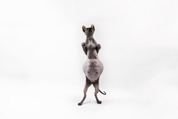 Sphynx pregnant cat. Beautiful gray hairless sphynx cat stand on two paws and try catch something.