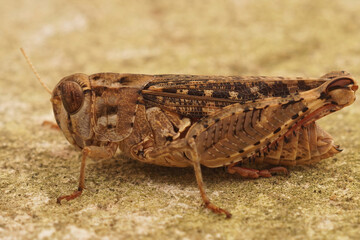 Closeup shot of a large short-horned grasshopper perched on a stone