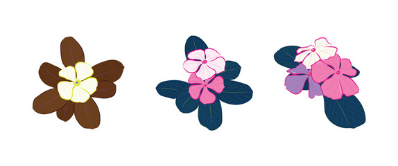 Catharanthus roseus with different angles in illustration vector art design