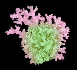 Coral isolated on black background © Dmitry