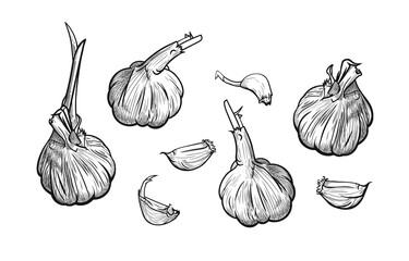 Hand drawn garlic set. Heads and lobules on a white background in a linear style. Vector illustration, EPS 10.