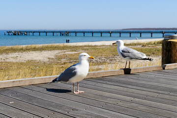 Möwen mit Blick auf den Ostseestrand