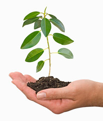 Close up of Sapling in hands