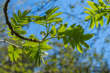 Grüne frische Blätter, Knospen und Triebe am Zweig einer Esche / Eberesche vor einem blauen Himmel