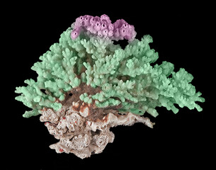 Coral isolated on black background © Dmitry