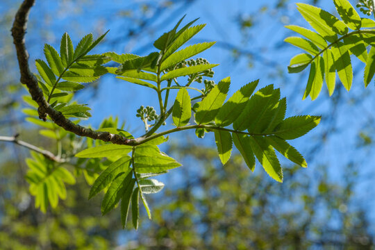 Gr&uuml;ne frische Bl&auml;tter, Knospen und Triebe am Zweig einer Esche / Eberesche vor einem blauen Himmel