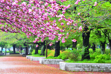 寒川一之宮公園で鮮やかに咲く八重桜
