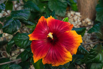 Orange red Hibiscus rosa-sinensis blooming, with green leaves background, close view