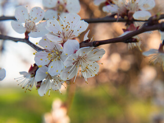 White apricot flowers on a branch in the garden on a sunny day. Close-up of flowers with stamens and pistils. The background is blurred with bokeh effects. A postcard with a place for the text.