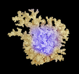 Coral isolated on black background