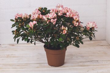 Azalea. Home flower. Flowering flowerpot. Minimalism